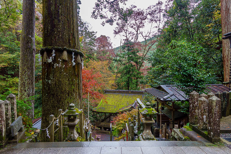 Japan-Kurama-Kibune-Hiking - The huge tree and the moss covered roof. I remembered it from last time.