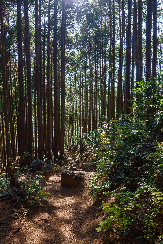 Japan-Tokyo-Hiking-Mount Takamizu - The path down from here was mostly back in the forest.