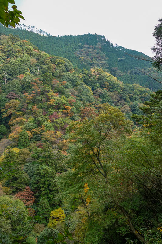 Japan-Tokyo-Hiking-Mount Oyama-Autumn - Random photo of different colored trees. Probably still a bit early for peak autumn.