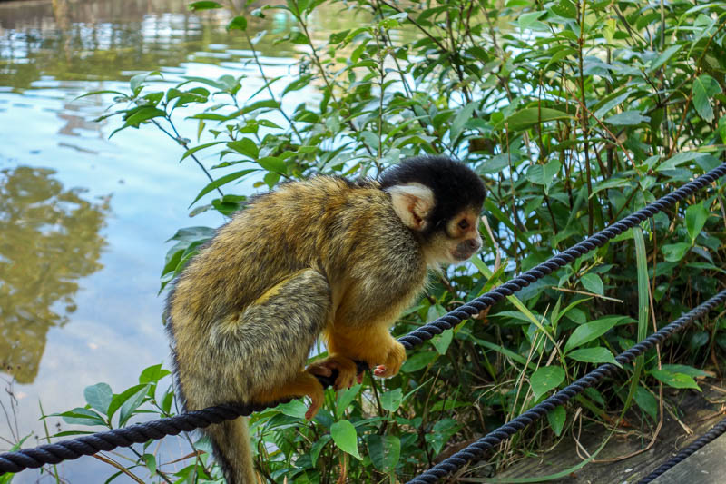 Japan 2015 - Tokyo - Nagoya - Hiroshima - Shimonoseki - Fukuoka - You can go onto islands filled with smaller monkeys such as this Bolivian squirrel monkey. They are super fast.