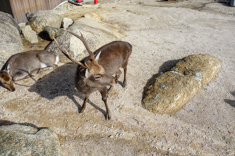 Japan-Hiroshima-Miyajima-Hiking-Mount Misen - This deer still has his horns. I could have been killed.