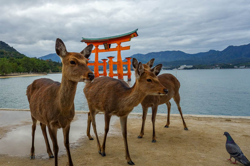 Japan-Hiroshima-Miyajima-Hiking-Mount Misen - Instead I captured the deer, being intimidated by a pigeon.