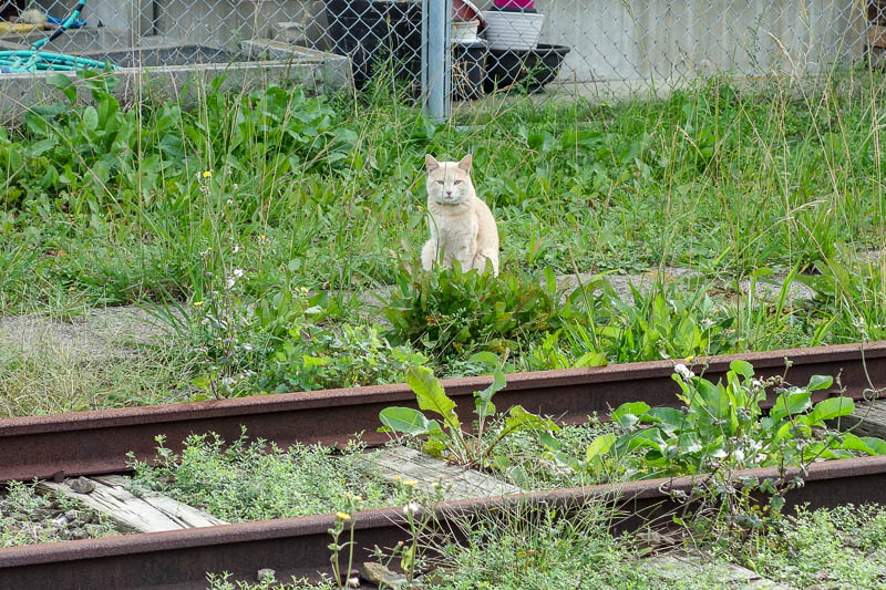 Japan-Shimonoseki-Hiking-Shrine-Hinoyama - Todays cat stalked me all the way back to the tunnel.