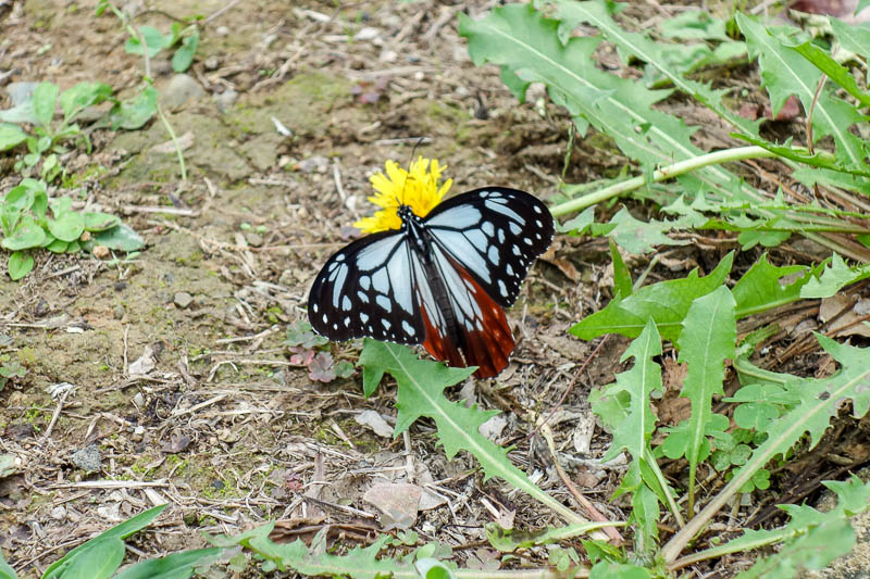 Japan 2015 - Tokyo - Nagoya - Hiroshima - Shimonoseki - Fukuoka - I thought I could walk over this mountain and down the other side, but I could not, so had to re trace my steps. This butterfly kept me company. There
