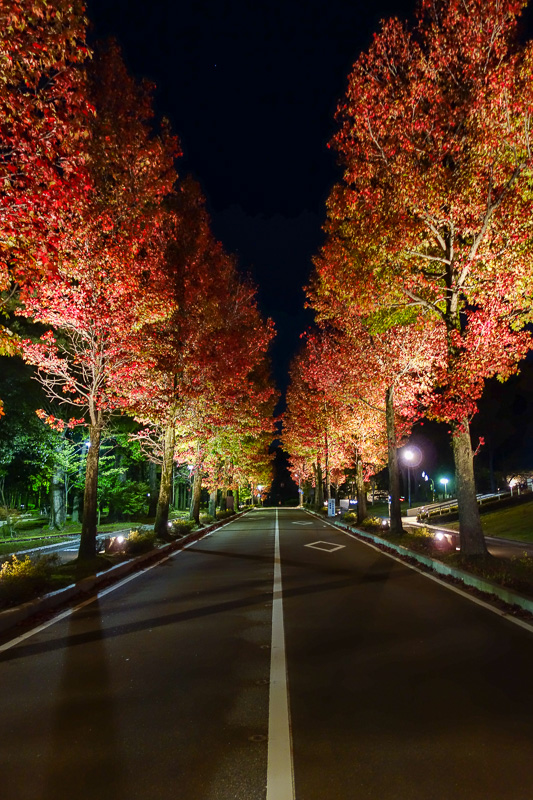 Visiting 9 cities in Japan - Oct and Nov 2016 - It is also possible to do leaf appreciation hypervenilation at night.