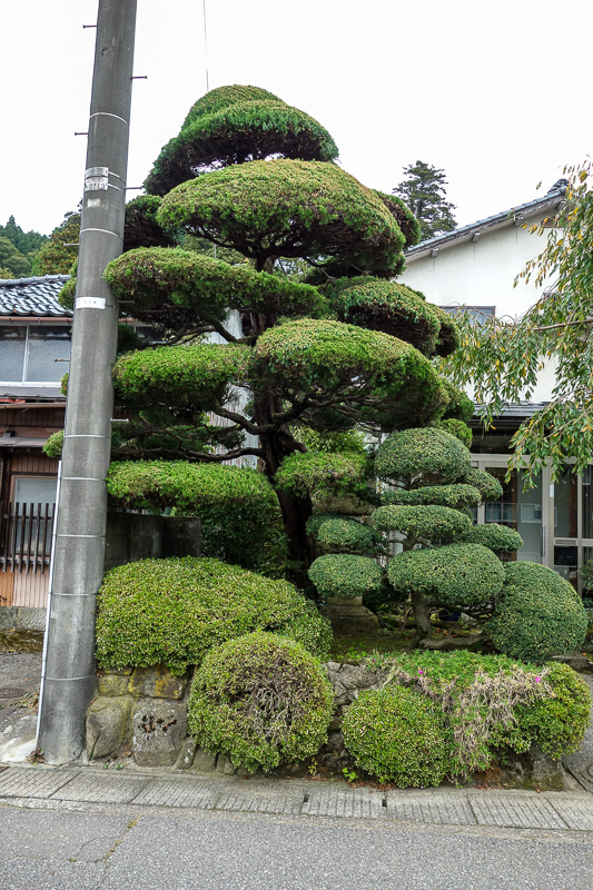 Visiting 9 cities in Japan - Oct and Nov 2016 - Once at Tsurugi, its about an hours walk to the mountain trail, a lot further than I realised. The houses here all have nice gardens.