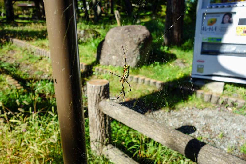 Japan-Mitsutoge-Kawaguchiko-Hiking-Shimoyama - Wildlife sighting number 2, a huge colorful spider, there are thousands of them!