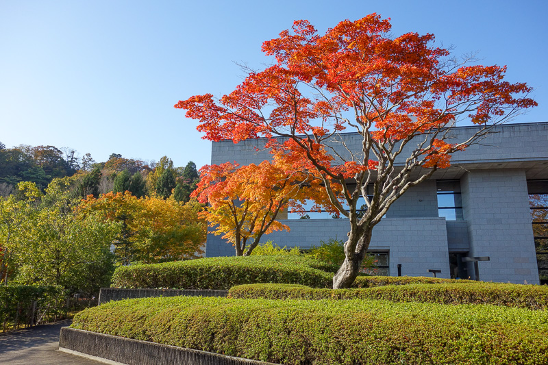 Visiting 9 cities in Japan - Oct and Nov 2016 - Todays color. Such color, so wonderment.