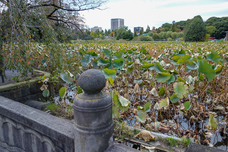 Japan-Tokyo-Ueno-Narita - Decided to do a lap around the park, and look at dying lillies.