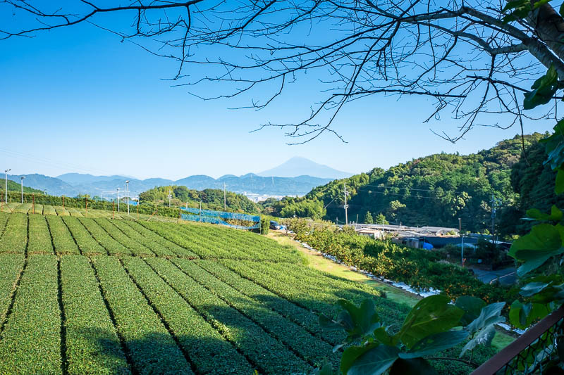 Japan-Shizuoka-Shrine-Kunozan Toshogu-Hiking - The start of the trail is once again in tea fields, complete with Fuji view, perhaps number 4 famous Shin-View?