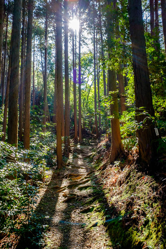 Japan-Shizuoka-Shrine-Kunozan Toshogu-Hiking - The light in the forest during the walk up to the peak was amazing, again. I stopped a number of times to appreciate the surroundings without worrying