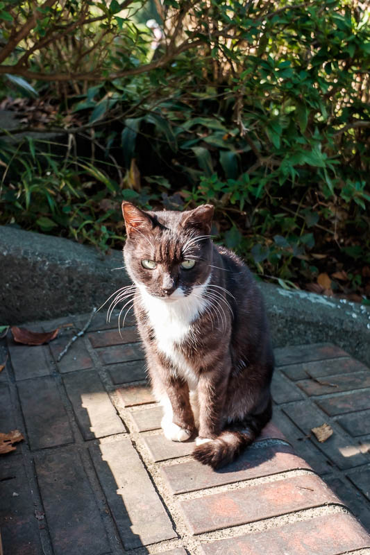 Back to Japan for even more - Oct and Nov 2017 - Once I got to the summit area hotel zone, there were many cats. This one was my favourite, he looks as angry as I always do.
