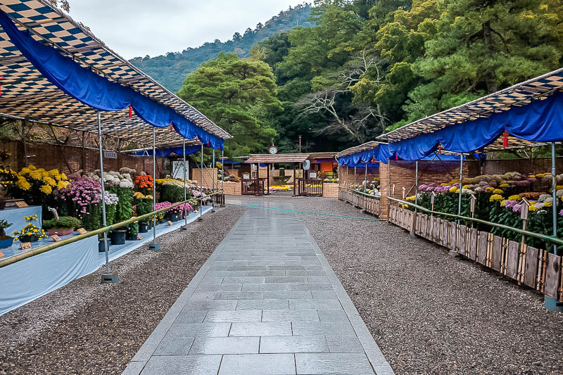 Back to Japan for even more - Oct and Nov 2017 - A bit more flower show, there was heaps and heaps of flower show. If you like flower show you would like this park a lot.