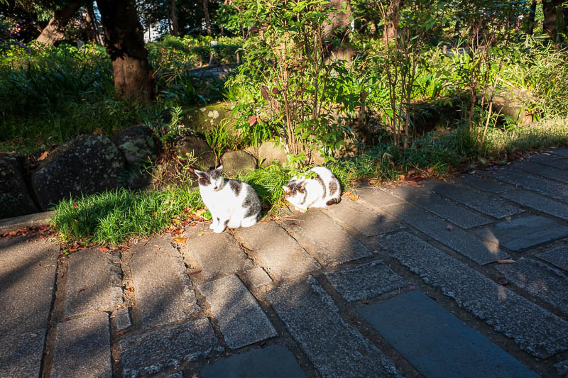 Back to Japan for even more - Oct and Nov 2017 - These cats are squinting into the glorious sunshine.