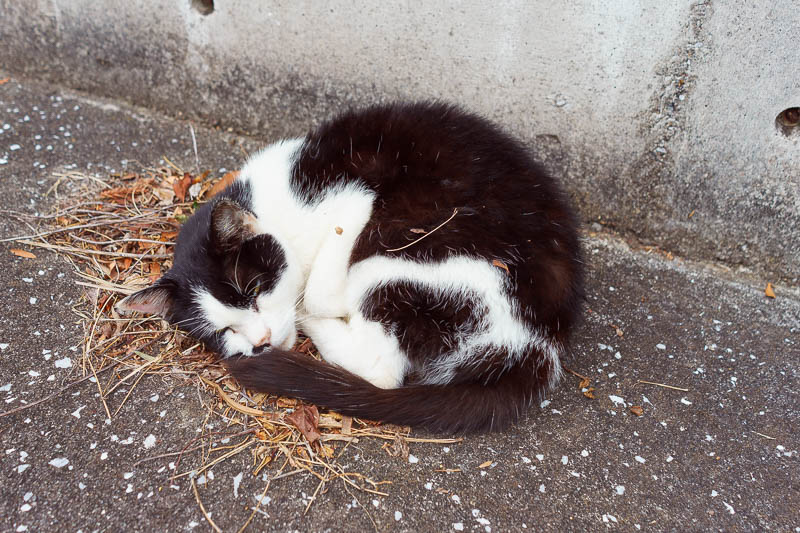 Japan-Tokyo-Izu Peninsula-Atami - Yesterday a waving lucky cat was at the start of my hike. Today this curled up cat, possibly dead, is completely ignoring me and will not wave.