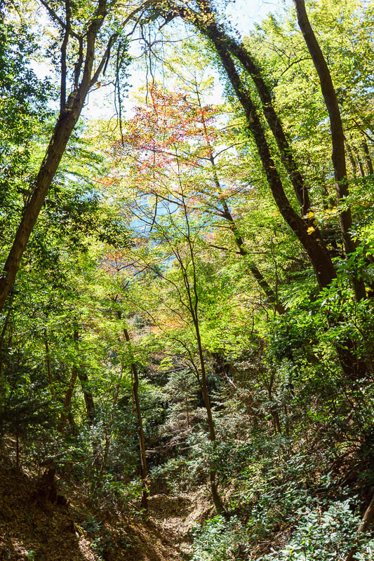 Japan-Gunma-Hiking-Mount Myogi - The lower parts were quite colorful. I was high on momoji fever.