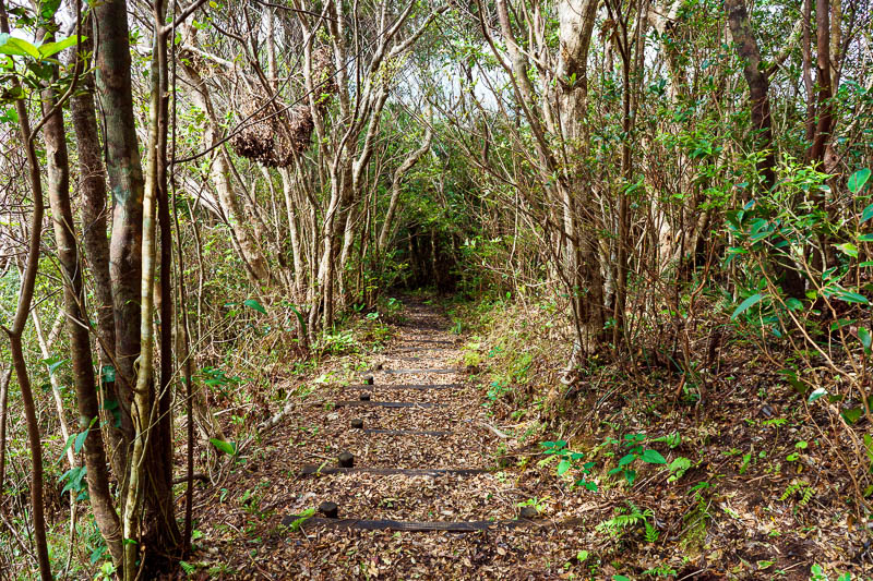 Japan-Okinawa-Nago-Hiking - The path down (now that I found it from the top) was very easy, with stairs most of the way. I was glad I accidentally found my alternative path.