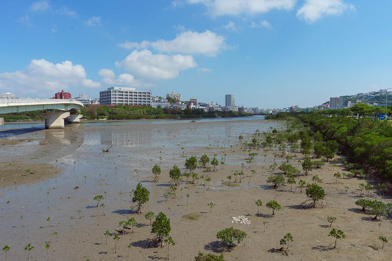 Japan-Okinawa-Naha-Navy - On my return journey I passed through some mangrove swamps. I did not see any crocodiles.