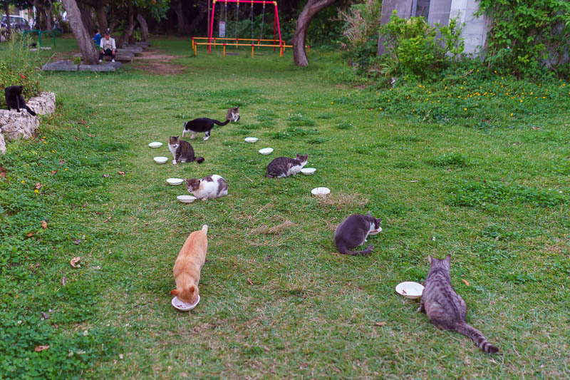 Of course I am back in Japan yet again - Oct and Nov 2018 - Here is cat island. Except its not. Its Okinawa island, with cats. Lots of cats.