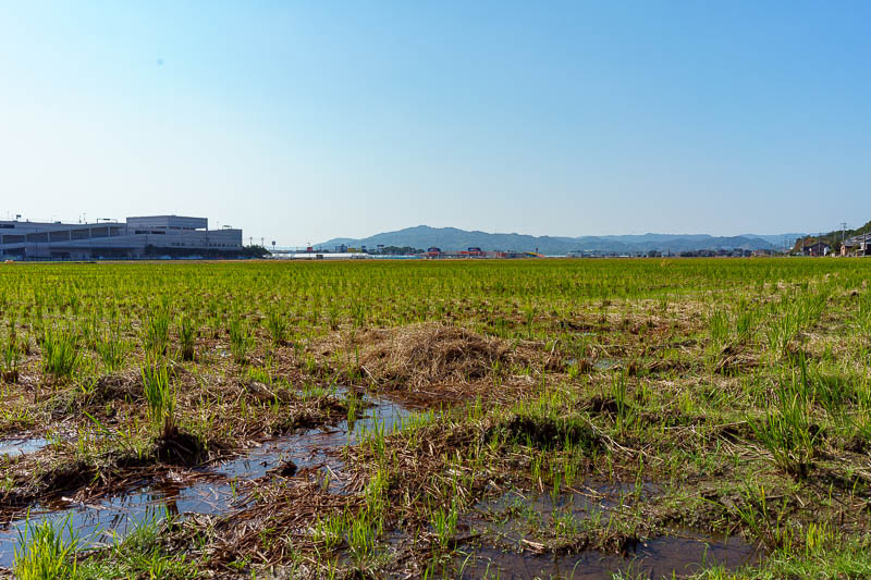 Japan-Karatsu-Castle-Hiking - At this point I had spotted the mountain lookout, so I bounded across a rice field.