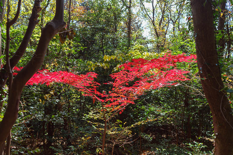 Japan-Kitakyushu-Sarakurasan-Hiking - Some time later down a very lonely path which at times was so steep they had to add black and yellow rope, I found this lone red tree.