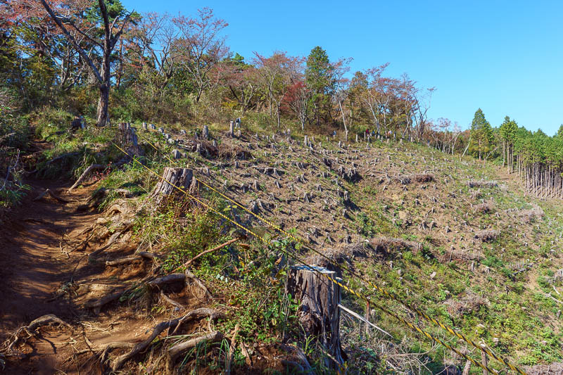 Japan-Tokyo-Hiking-Takao-Mount Jinba - A scene of utter devastation. Japan is second only to the destruction of the Amazon in their shocking deforestation.