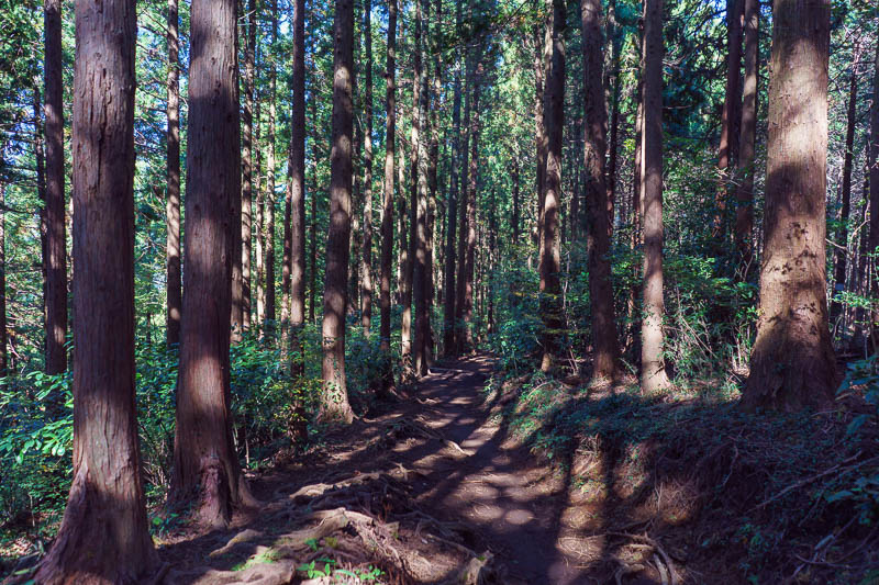 Japan-Tokyo-Hiking-Takao-Mount Jinba - The path then became the most common type in Japan, hard dirt with trunks sticking out to trip you over surrounded by cedars.