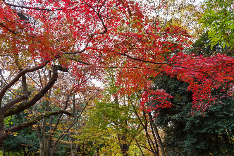 Of course I am back in Japan yet again - Oct and Nov 2018 - I walked 3 laps of the park until I found some actual leaf color (momji) so here it is, enjoy!