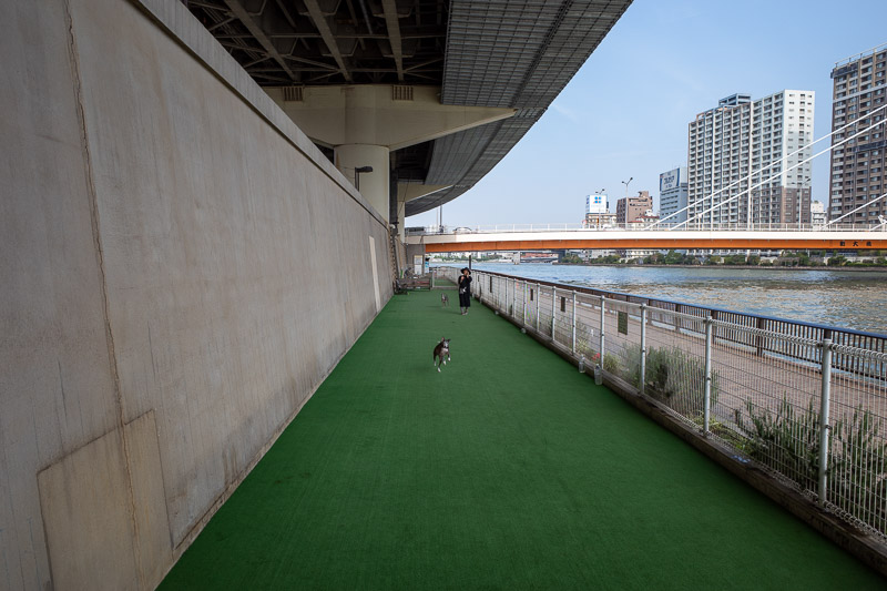 Japan for the 9th time - Oct and Nov 2019 - This is a dog park. A few metres of fake grass under a bridge. There is a person here though! And her dog, which tried to attack me but I was saved by