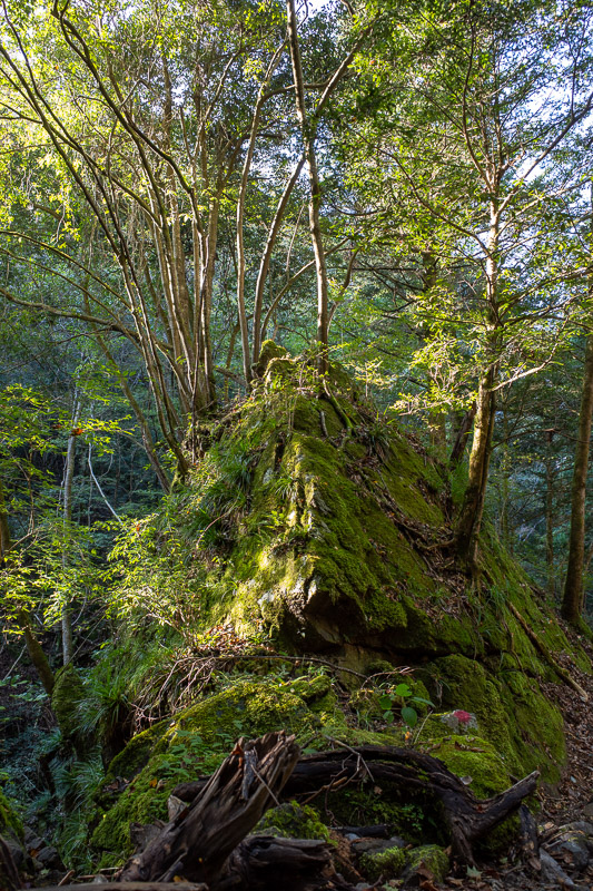 Japan-Tokyo-Hiking-Mount Kuratake - This is probably the best picture of the day. It is, as you can see, an amazing huge rock covered in moss with the sun shining on it and trees growing