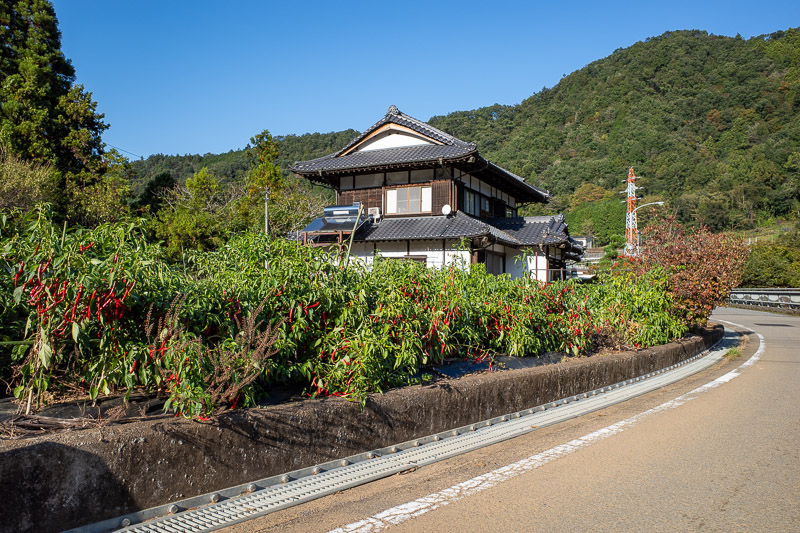 Japan for the 9th time - Oct and Nov 2019 - The road back passed this nice house growing delicious chillis. I pulled a couple off and chomped on them on my stroll back to the station.