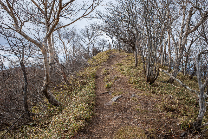 Japan-Hiking-Mount Akagi - Time to head down and up to the next peak, via more low bamboo.