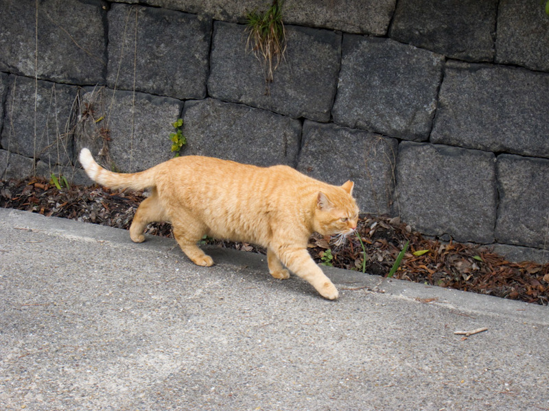 Japan-Osaka-Castle - There are quite a lot of very well fed cats roaming around posing for pictures with visitors.