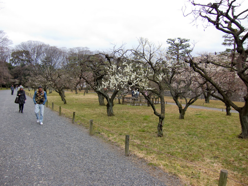 Japan-Kyoto-Nijo-Castle-Ramen - There are all kinds of blossoms blossoming here. And people taking photos of them excitedly.