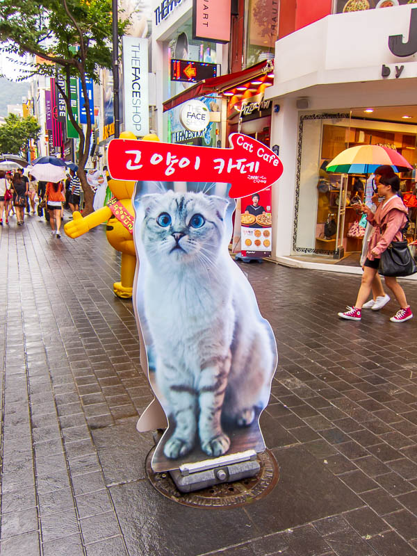 Korea-Seoul-Dongdaemun-Kpop-Dumplings - Korea and Japan have a lot in common, including cat cafes. I havent been (yet), because I will feel stupid being the only single person, and the only 