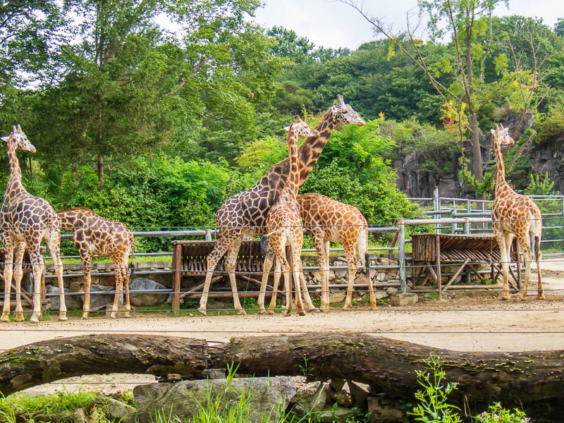Korea-Seoul-Zoo - I was also pretty happy with how this giraffe picture turned out.