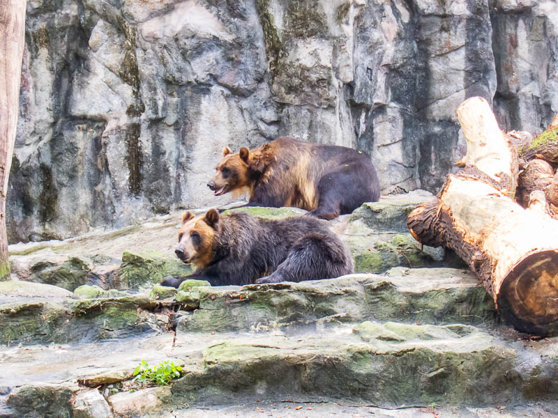 Korea-Seoul-Zoo - They have a few different kinds of bears, some were hiding, some were having their bile drained.