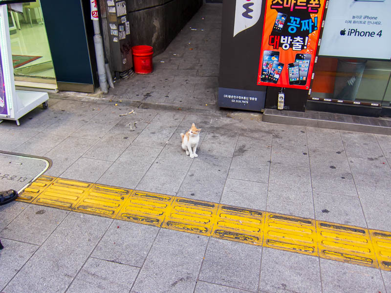 Korea-Seoul-Rubbish - This kitten just sat and watched people go by.