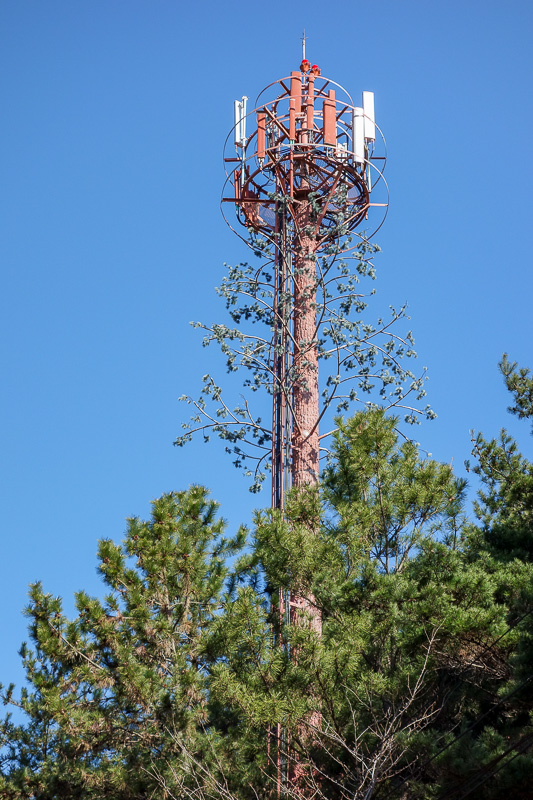 Korea-Busan-Hiking-Hwangnyeongsan - This mobile phone tower features a realistic tree like trunk, and some hyper realistic plastic branches.
