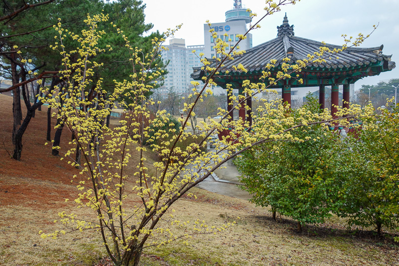 Korea-Gwangju-Rain-Uprising - Yellow blossoms.