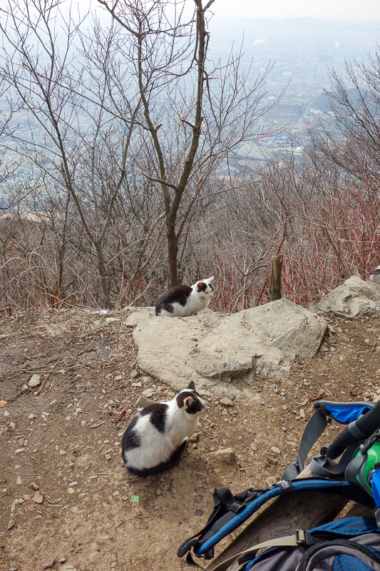 Korea-Incheon-Songdo-Hiking-Gaesan - Cats hanging out with the hikers stopping to eat their mini tomatoes.