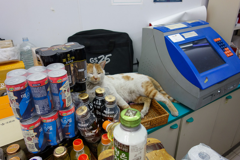 Korea-Seoul-Hiking-Bukhansan-Baegundae - I bought my supplies for the day from this lazy store cat.