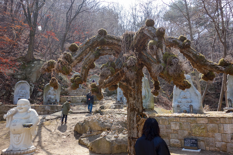 Korea-Seoul-Hiking-Bukhansan-Baegundae - Strange tree. Inside all of the temples were more lights, there was a pink one and a blue one, but it didnt seem to be for men and women. They dont li