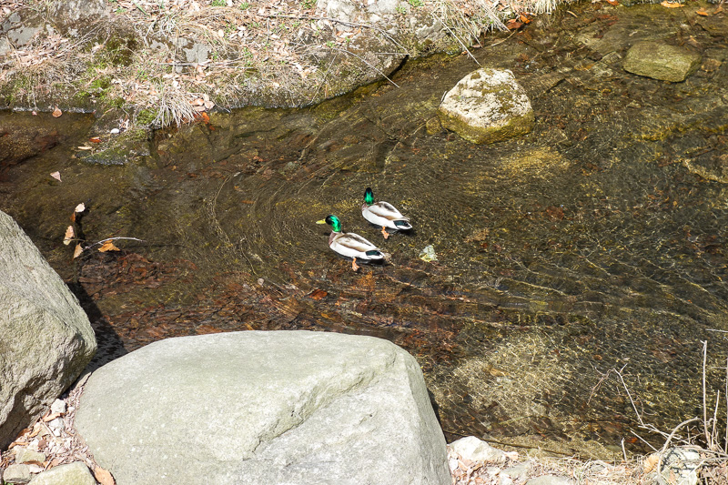 Korea-Seoul-Hiking-Bukhansan-Baegundae - And just to balance out the day with some non mountain photos, heres some ducks. Real ducks. Not the Australian all brown kind, but the ones you see p