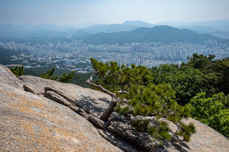 Korea-Busan-Hiking-Geumjeong - Good view with a nice tree. Busan is the mountain city of Korea, everywhere is a mountain sticking up looking down on the city. It is a great shame ab