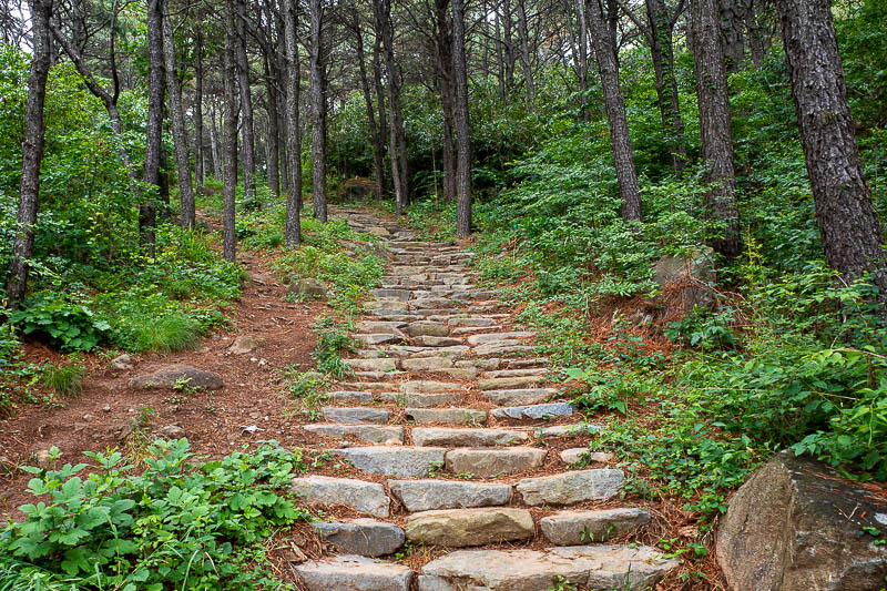 Korea-Busan-Hiking-Hwangnyeongsan - I found a nice staircase trail to follow. Today's entire hike was.. manicured. Huge trees here...