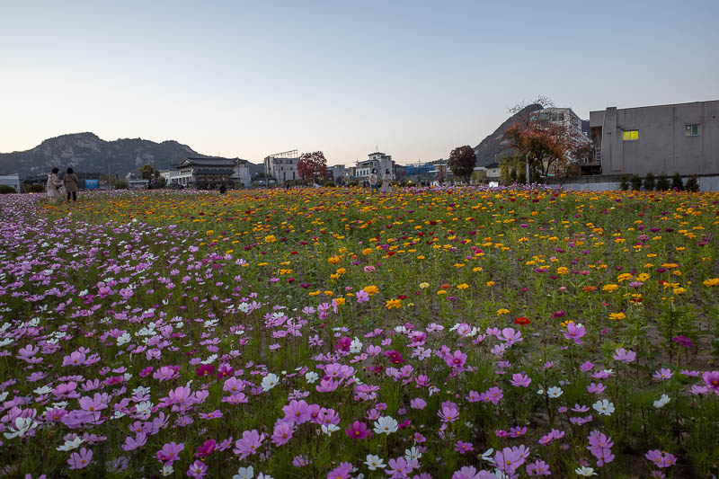 Korea-Seoul-Insadong-Bibimbap - The aforementioned sea of flowers. I think its a pop up sea as it appears to be a recently demolished deconstruction site (does that make sense?). The
