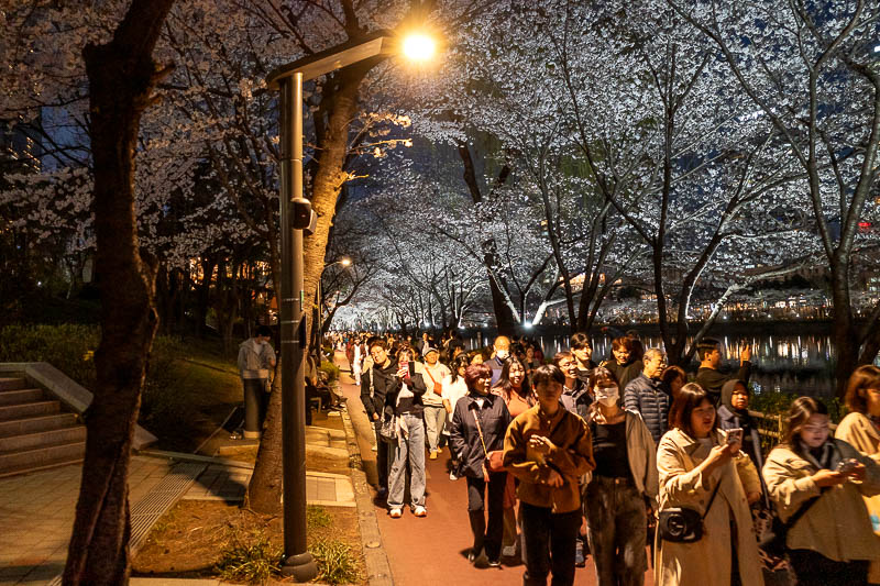 Korea-Seoul-Jamsil-Blossoms - Now for some blossom pics. As you can see, we all march in one direction, or else!