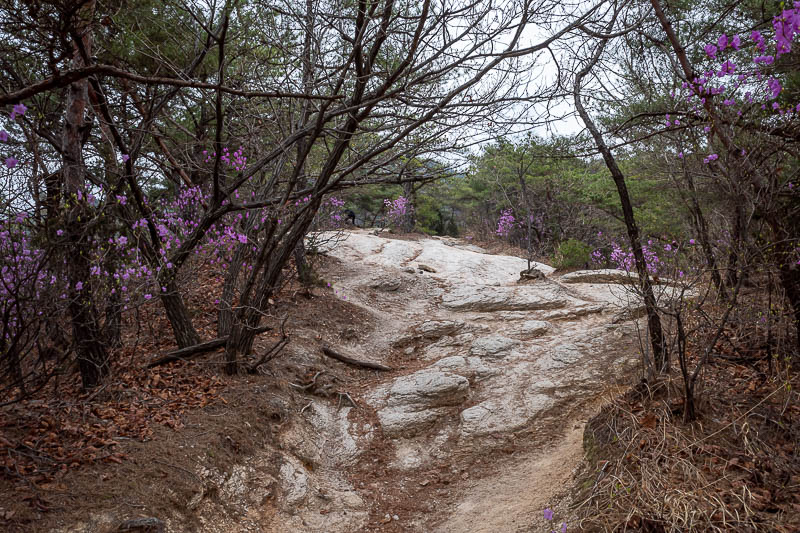 Korea-Seoul-Hiking-Suraksan - Soon after the trail started, it was time for rocks and purple flowers.