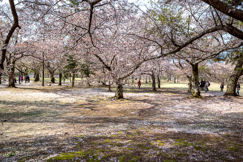 Korea-Gyeongju-Hiking-Bulguksa-Tohamsan - A veritable sea of blossoms. People were gathering up handfuls and throwing them in the breeze.